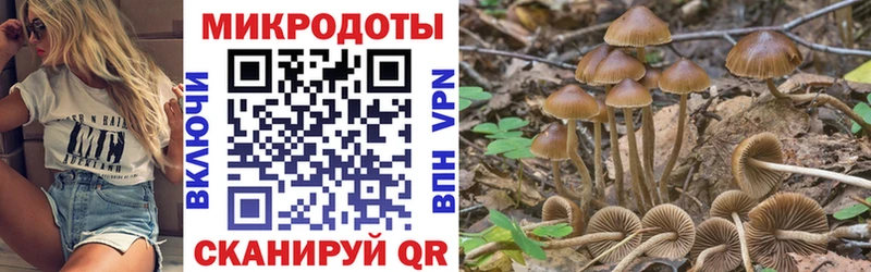 Галлюциногенные грибы Psilocybine cubensis как найти наркотики hydra зеркало Топки